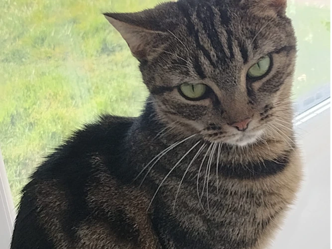 Little Cat
