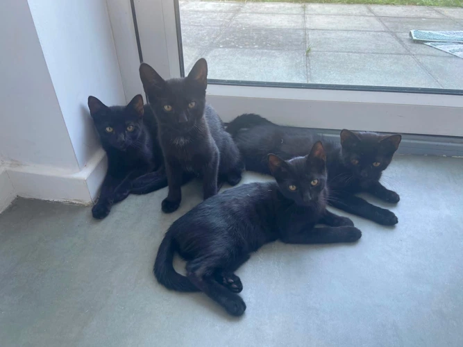Sleek Black Panthers