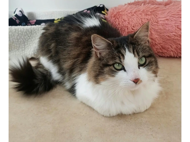 MIA