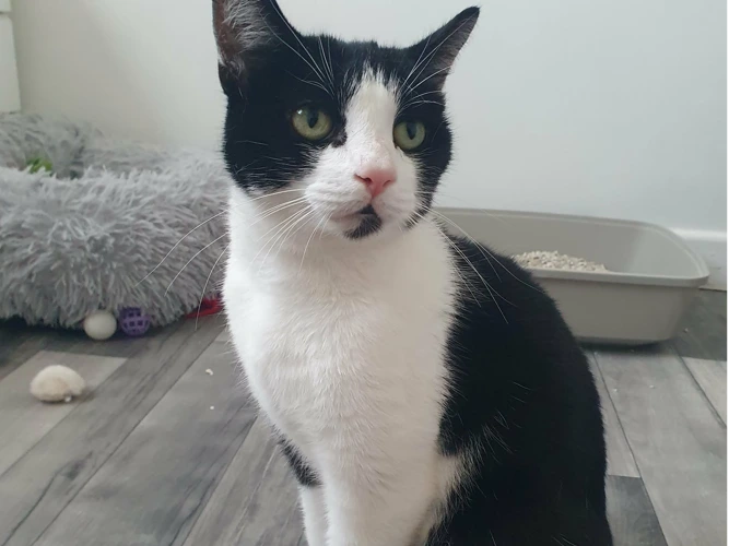 Zimba