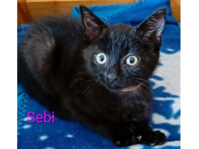 SEBI