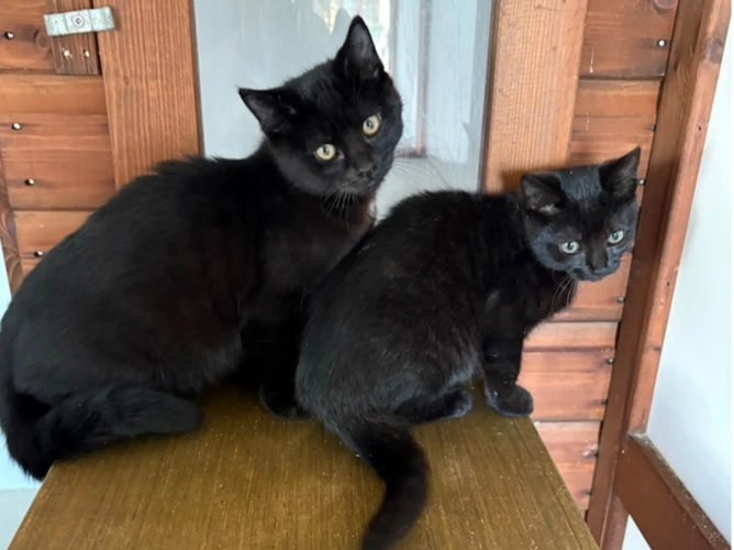 WANDA AND WILSON