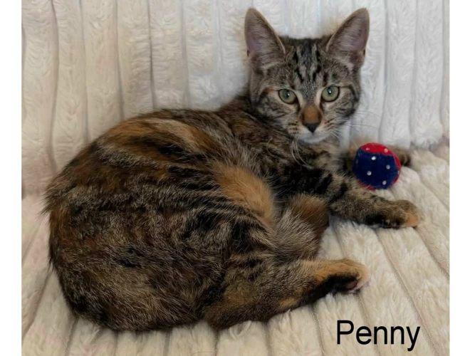 PENNY