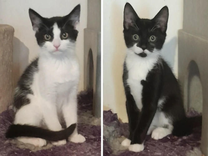 Ethan & Esme (PAIR)