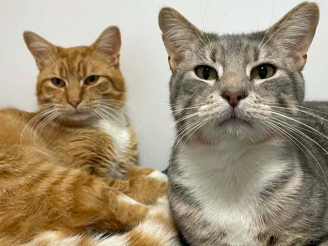 Rusty and Ronnie