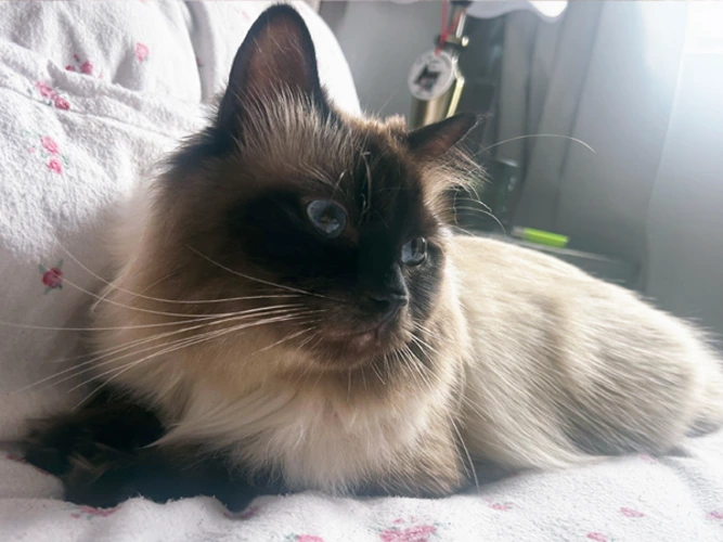 Loki