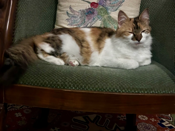Ari