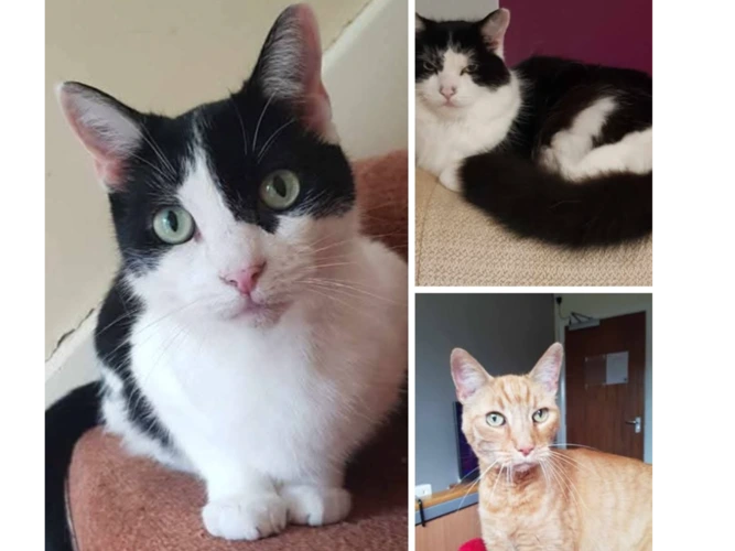 DOLLY, FLASH, OSCAR (DH)