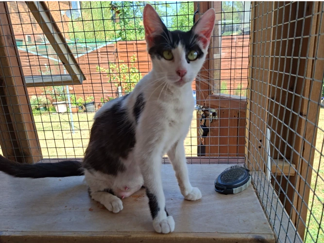 Harley