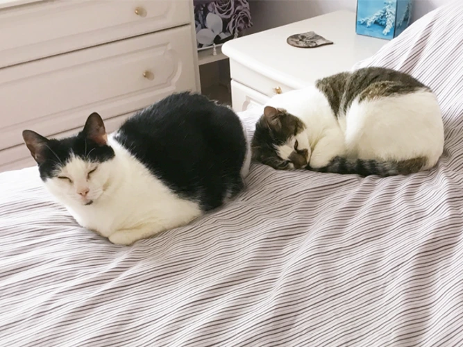 Chloe & Kitty