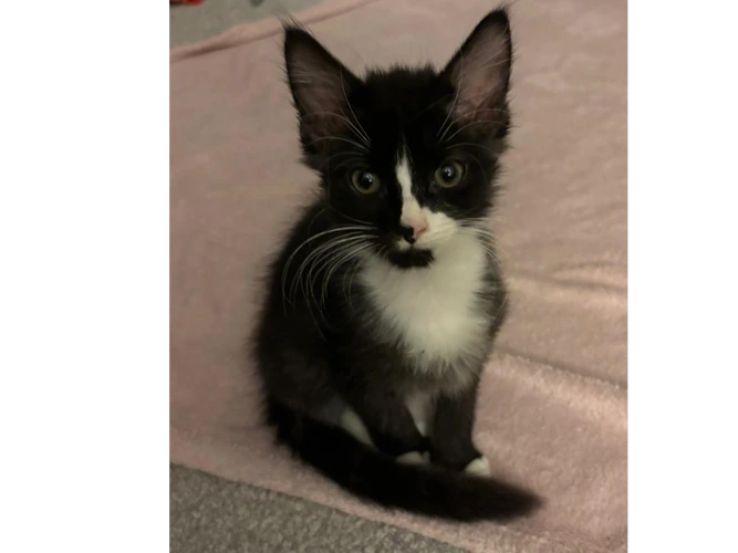 Merlin