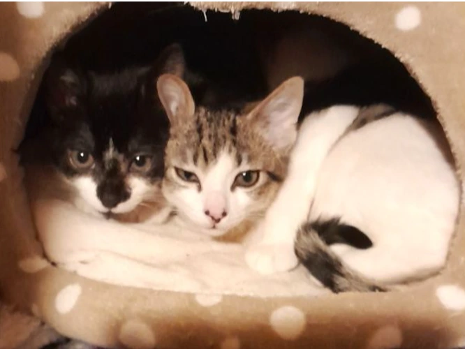 Harry & Holly (PAIR)