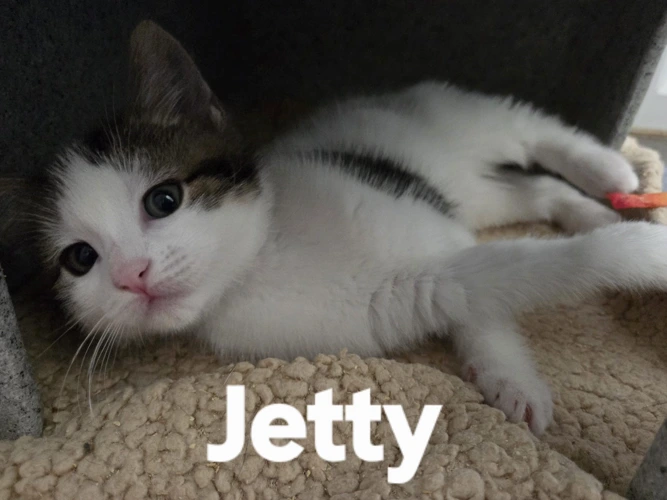 Jetty