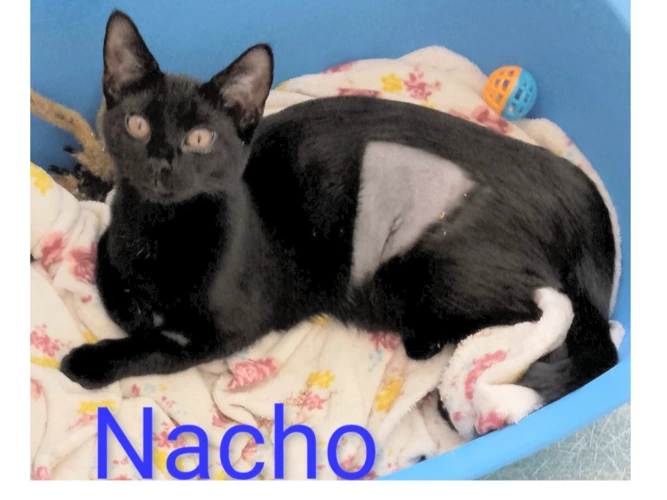 NACHO