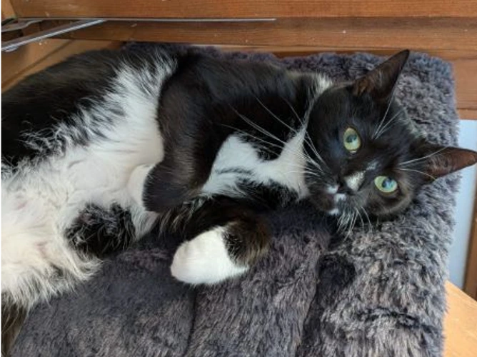 BELLA