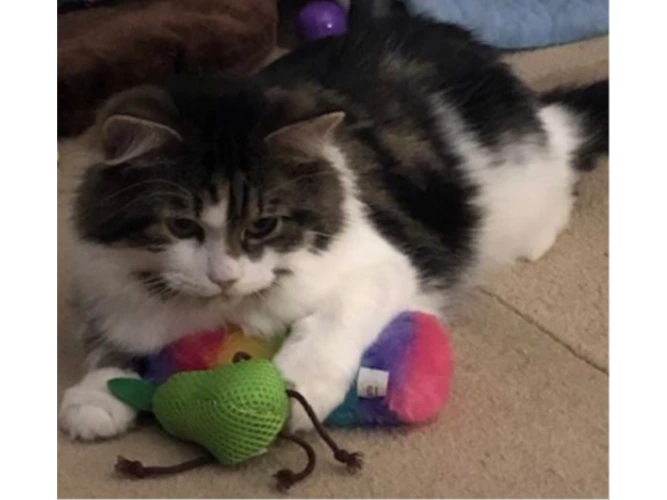 Furby