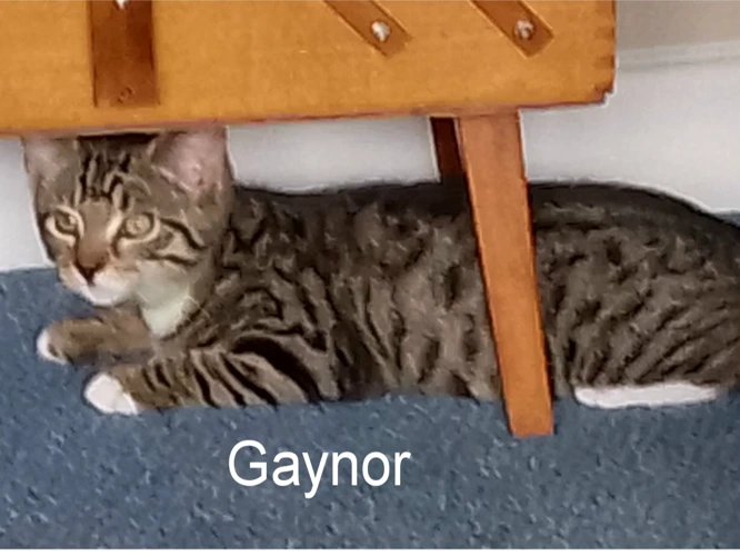 GAYNOR