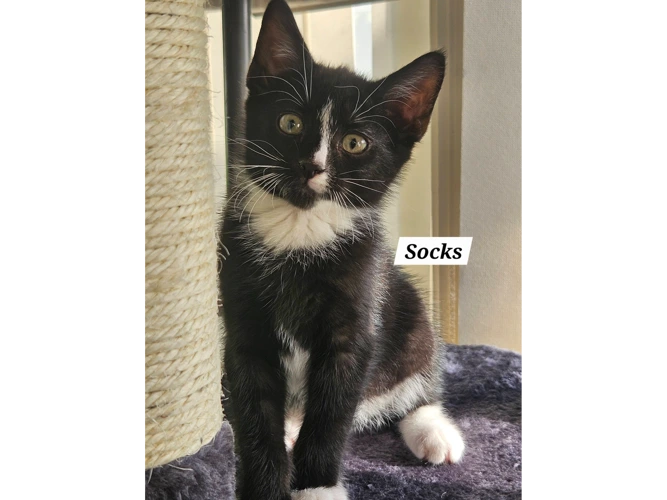 SOCKS