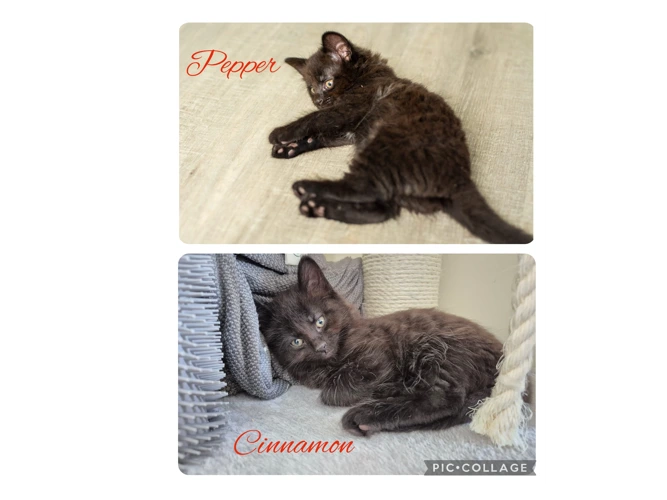 Kittens - Pepper & Cinnamon