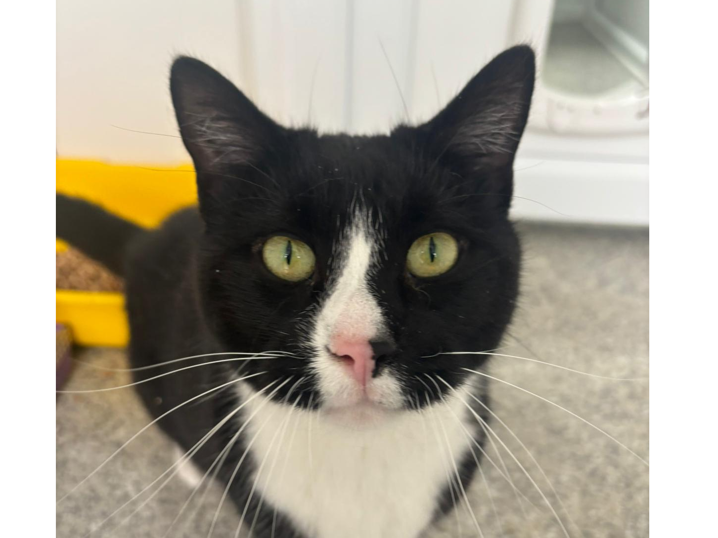 Parsley — Domestic Cat