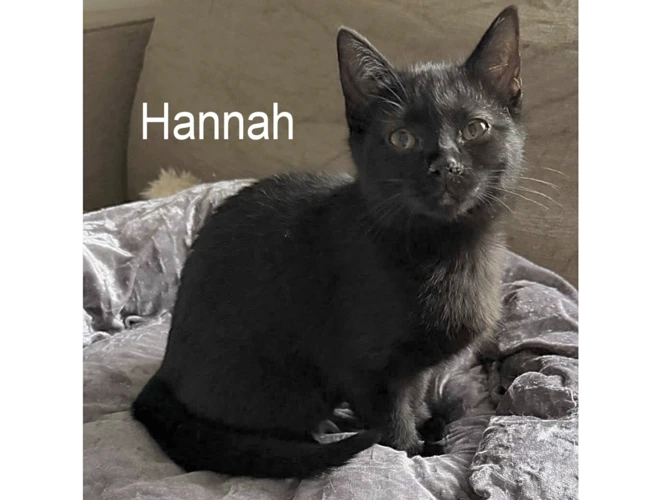 HANNAH