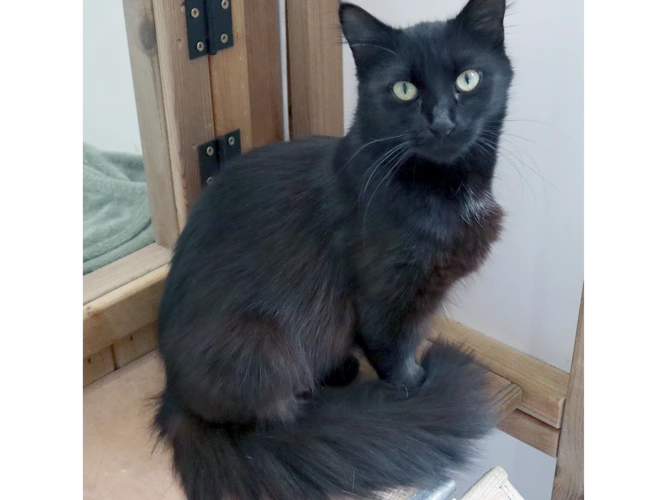 2-year-old Charlotte