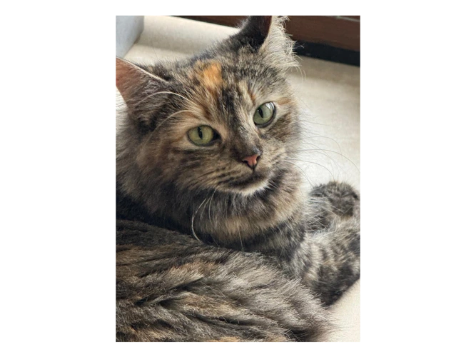 Nala