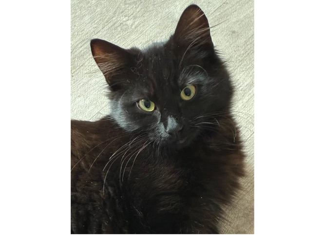 BLACKIE