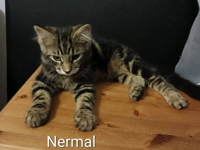 NERMAL