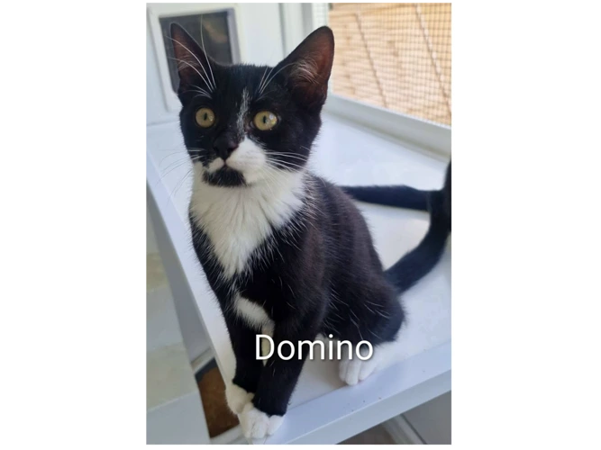 DOMINO