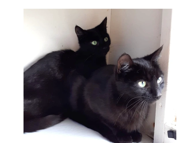 Nellie & Clio