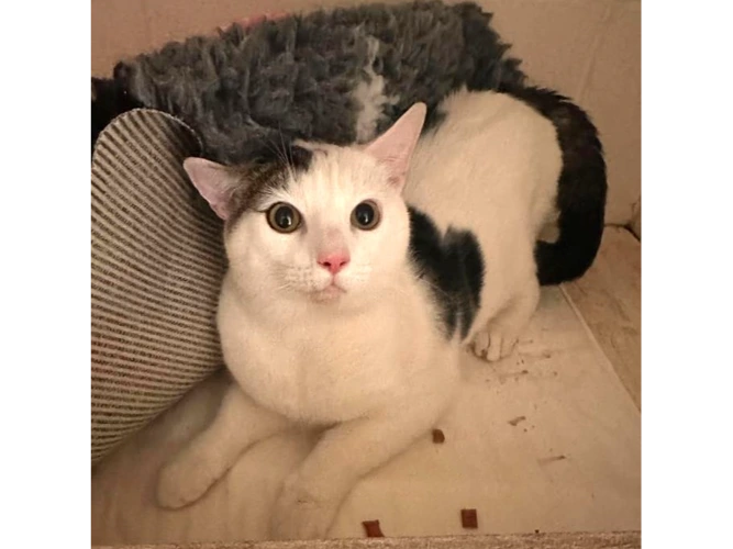 Leo