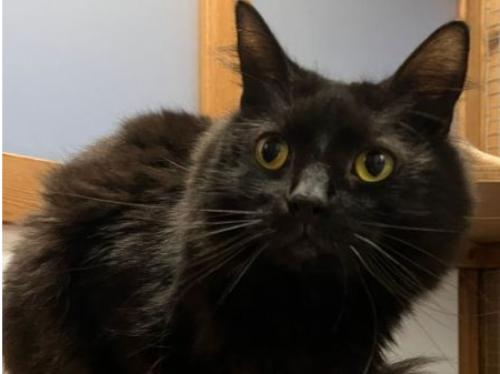 TAYLOR — Domestic Cat