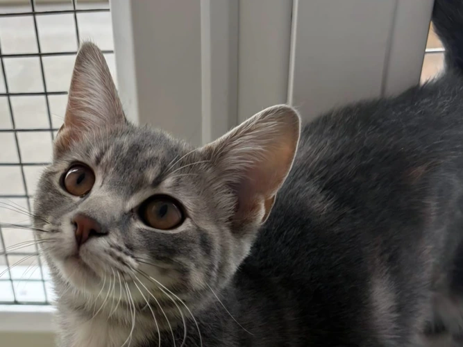 Pippa