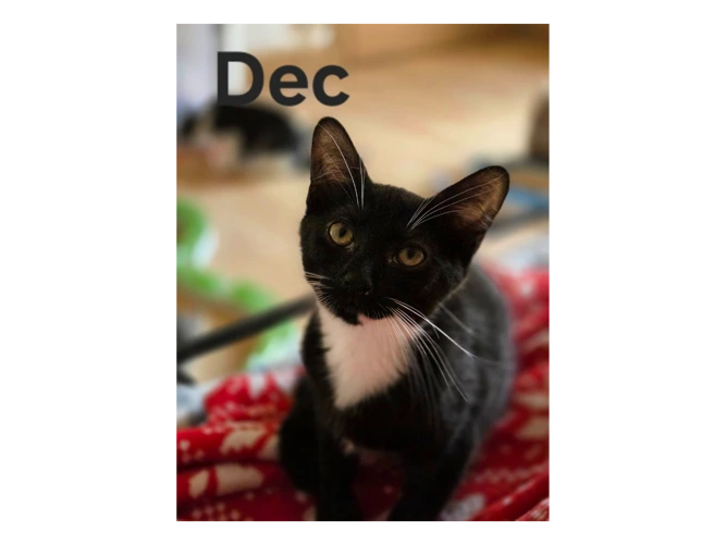 DEC