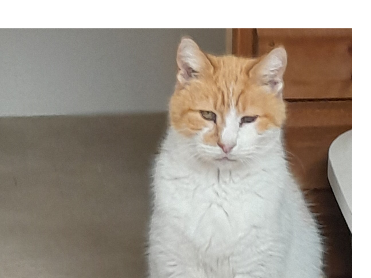 Find a cat near you Adopt a cat Cats Protection