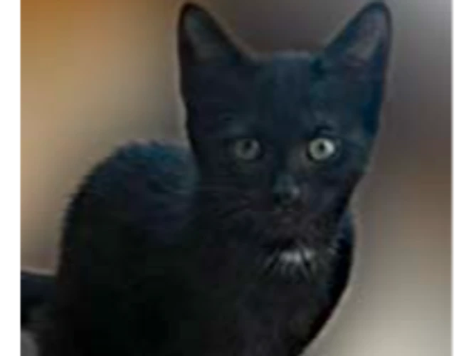 KITTENS