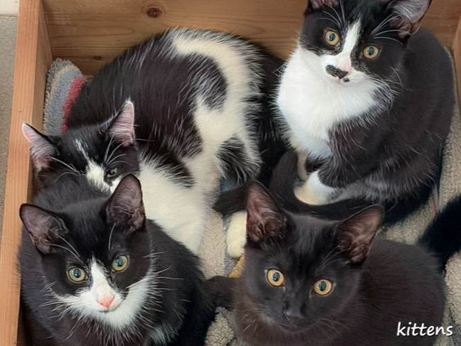 Kittens