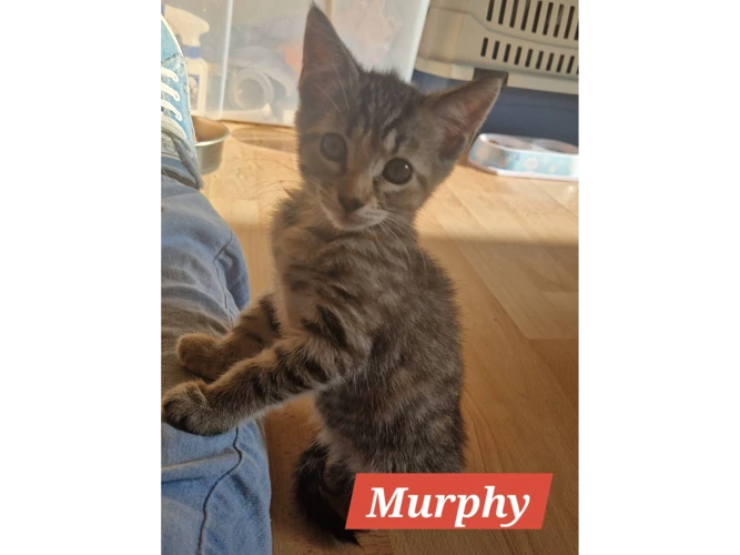 MURPHY