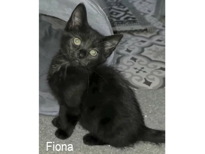 FIONA