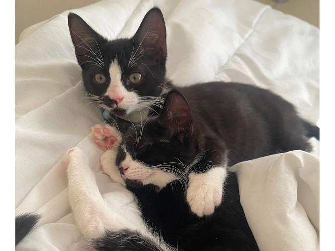 Sunnie (Bottom) and Oreo (Top)