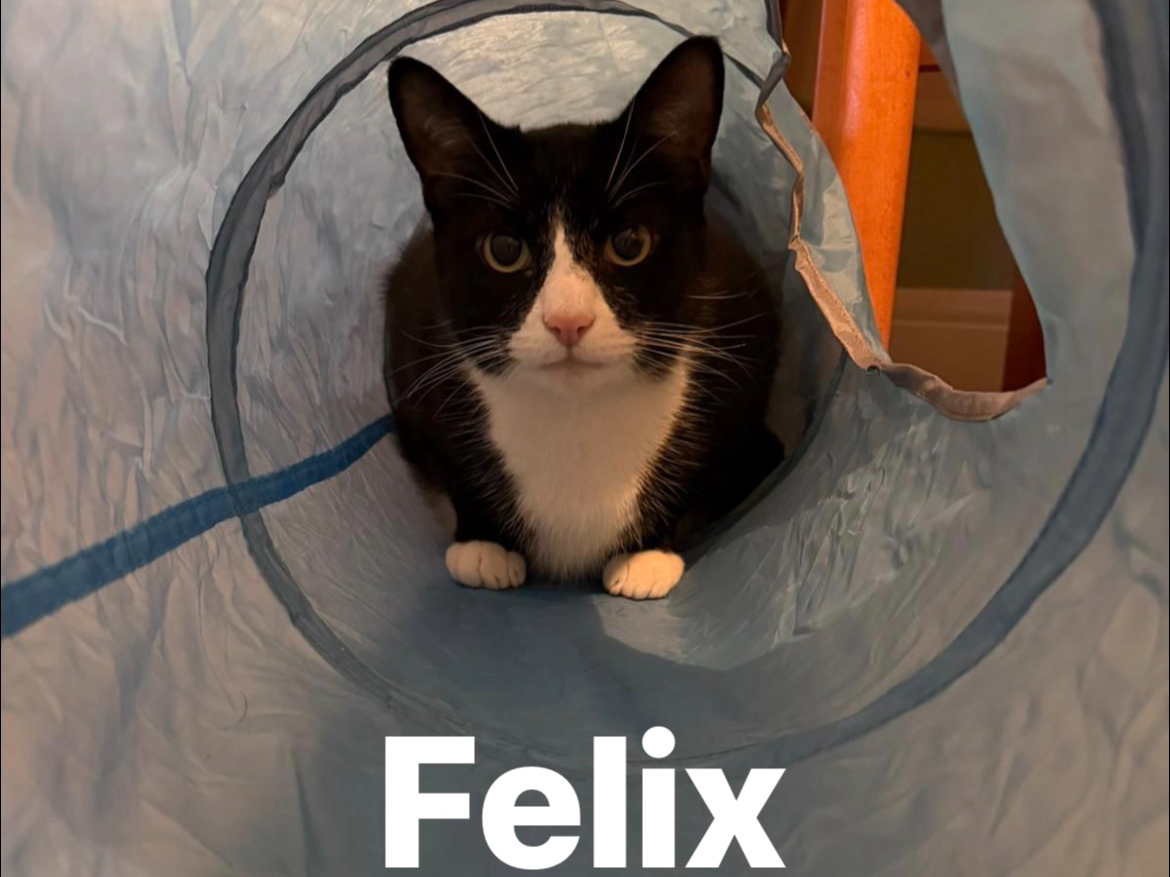 SEBBY AND FELIX — Domestic Cat