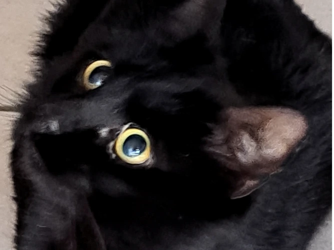 Jasper