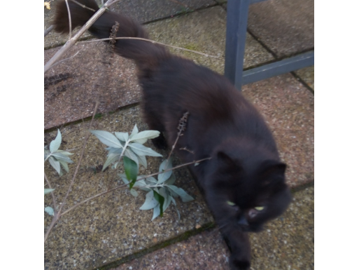 Tabs and Tia — Domestic Cat