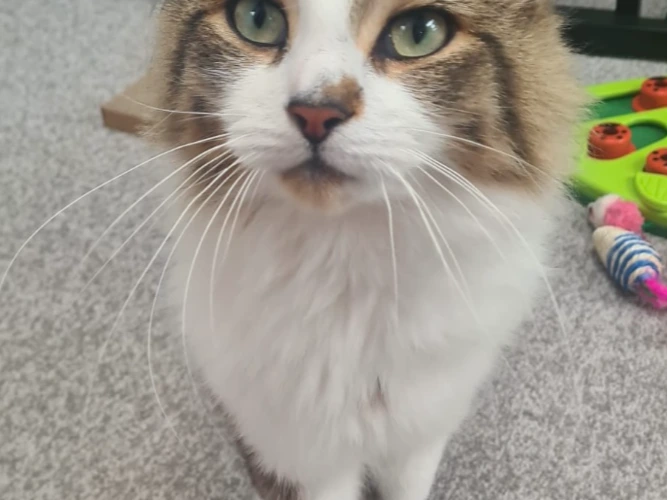 Mischief