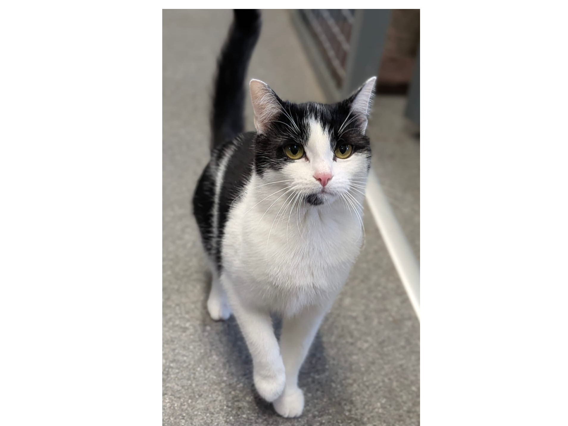 Kitty — Domestic Cat