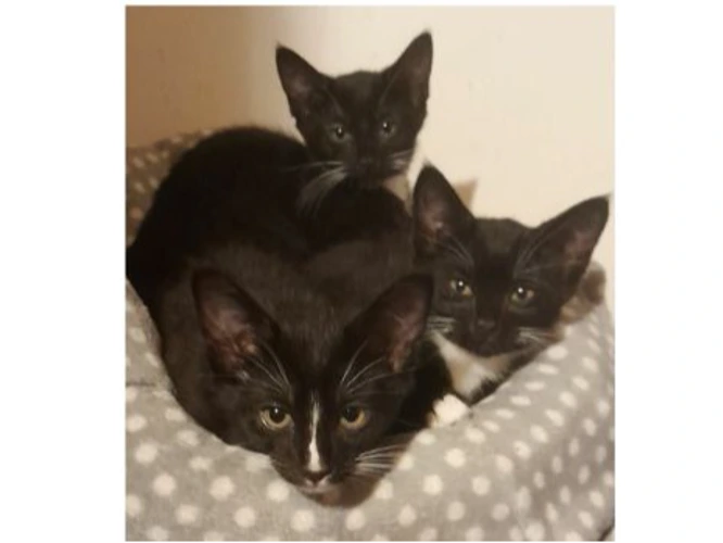 Jacob, Lily and Louie