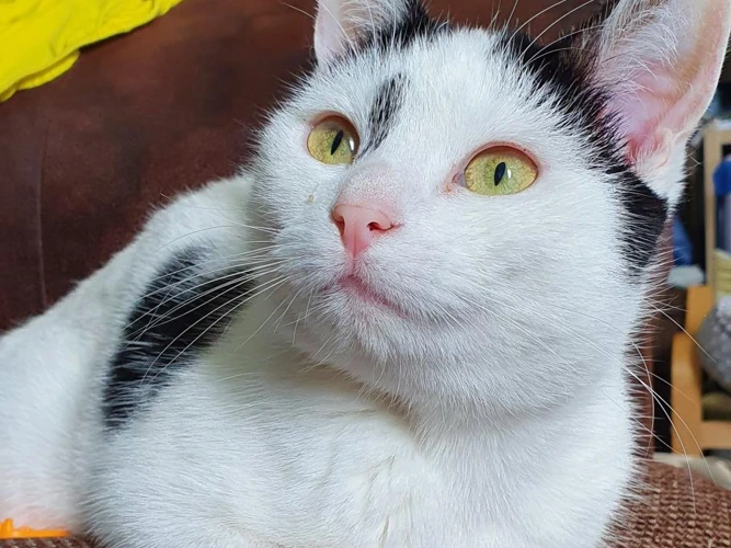 Pixel