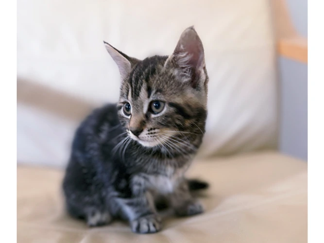 Nutmeg
