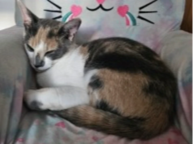 Marmalade